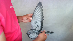 Pigeon image