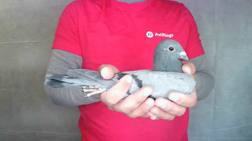 Pigeon image