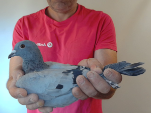 Pigeon image