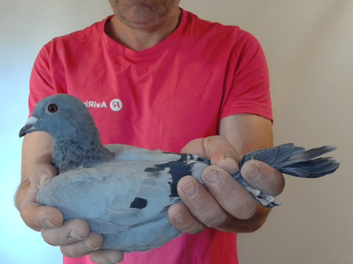Pigeon image