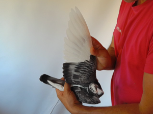 Pigeon image
