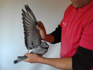 Pigeon image