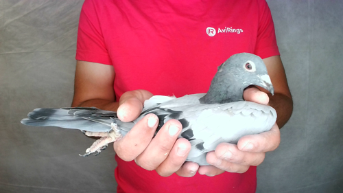 Pigeon image