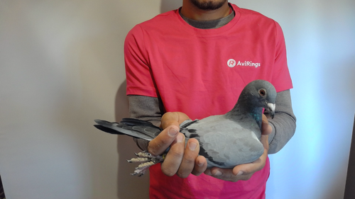 Pigeon image