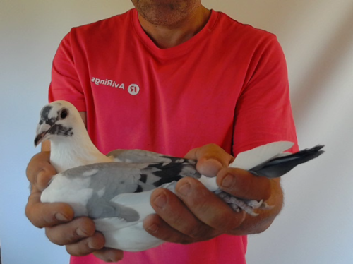 Pigeon image