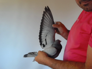 Pigeon image