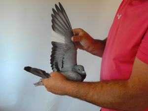 Pigeon image