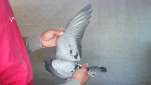 Pigeon image