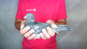 Pigeon image