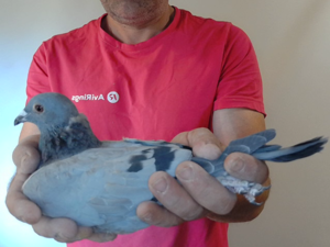 Pigeon image