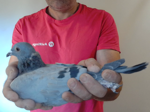Pigeon image