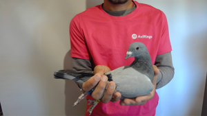 Pigeon image