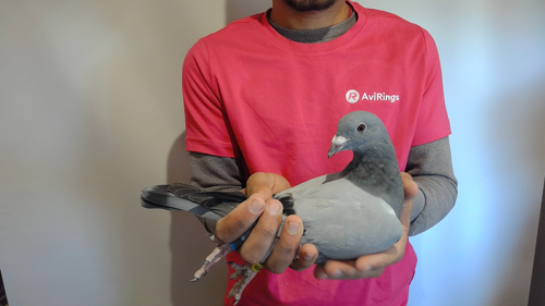 Pigeon image