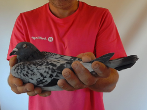 Pigeon image