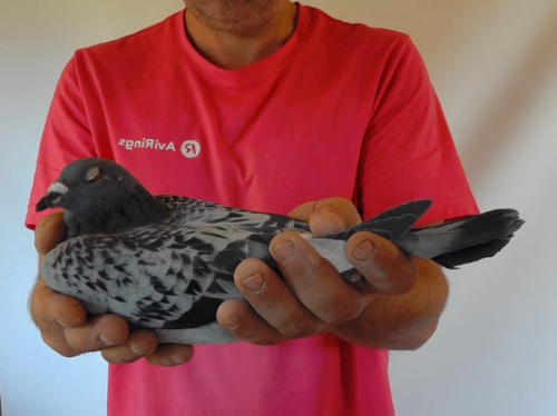 Pigeon image