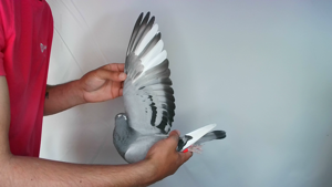 Pigeon image