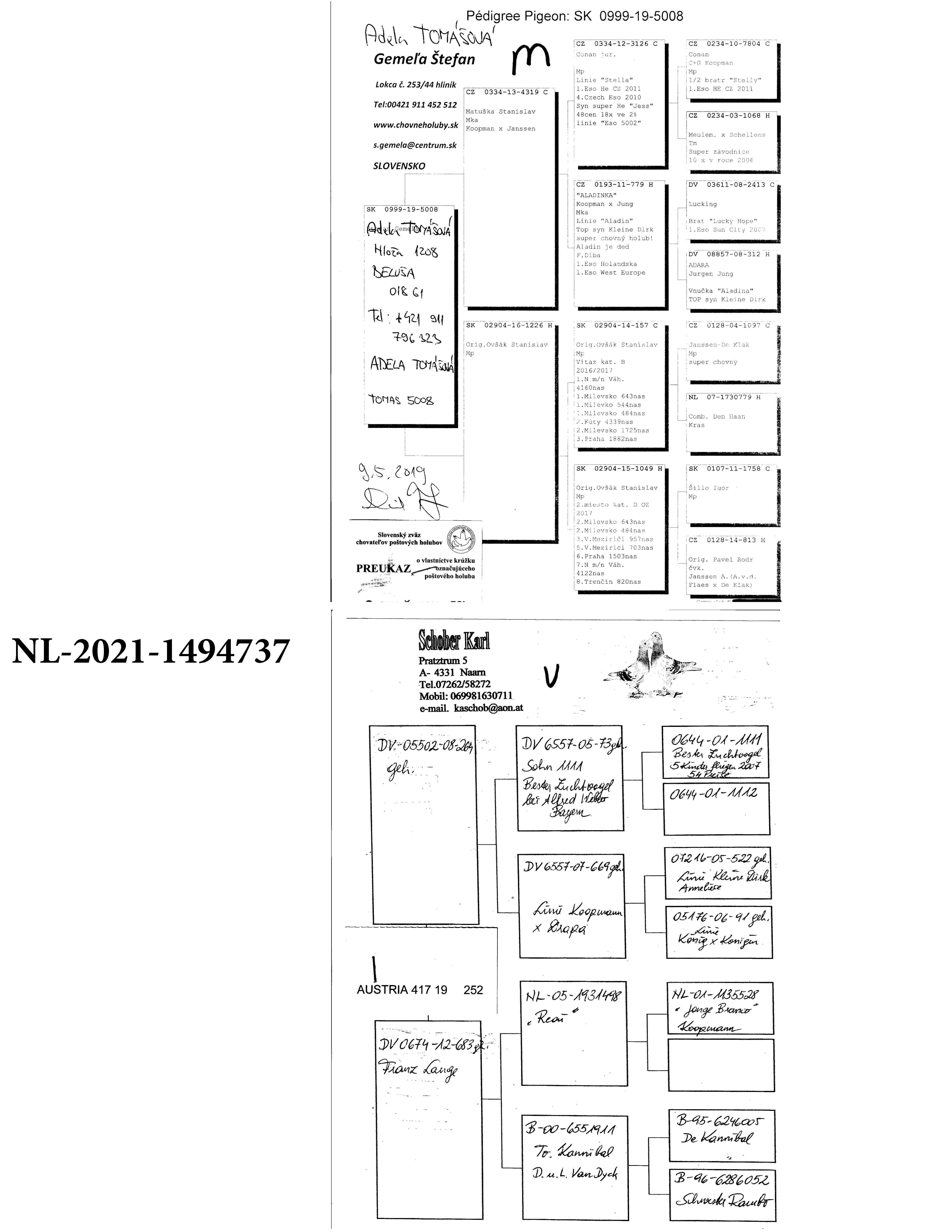 Pigeon pedigree image
