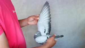 Pigeon image