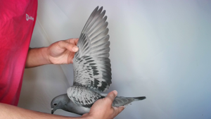 Pigeon image