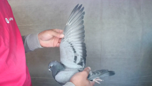 Pigeon image