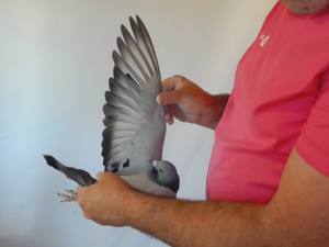 Pigeon image