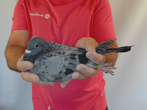 Pigeon image