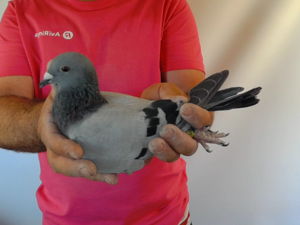 Pigeon image