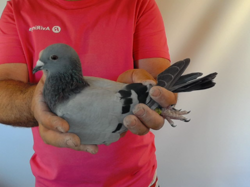 Pigeon image