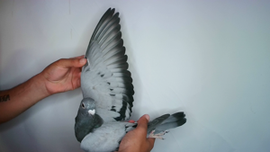 Pigeon image