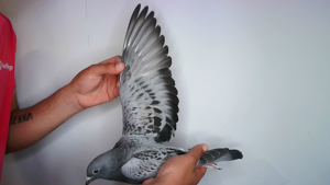 Pigeon image