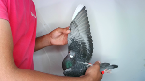 Pigeon image