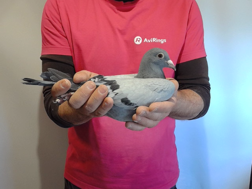 Pigeon image