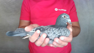 Pigeon image