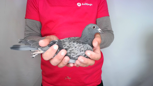 Pigeon image