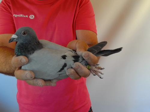 Pigeon image
