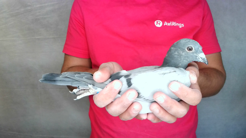 Pigeon image