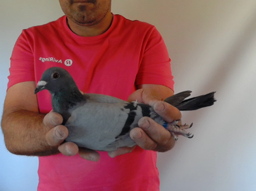 Pigeon image