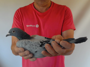 Pigeon image