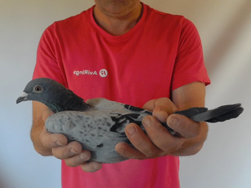 Pigeon image