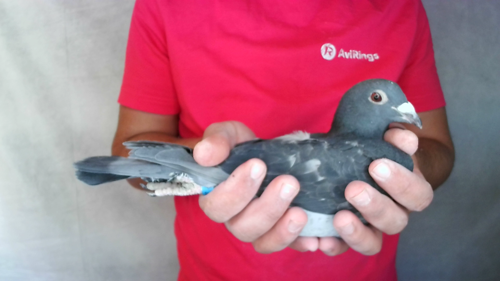 Pigeon image