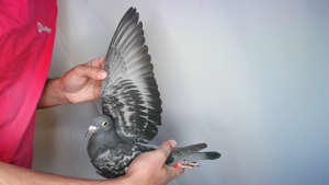 Pigeon image