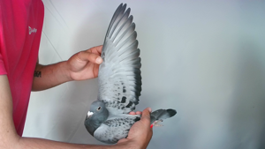 Pigeon image