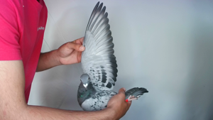 Pigeon image