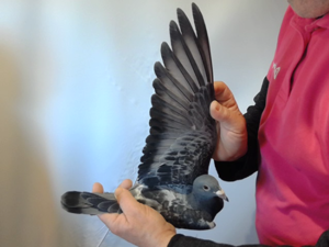 Pigeon image