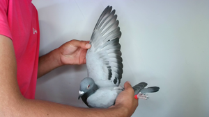 Pigeon image
