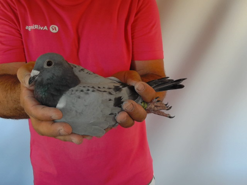 Pigeon image