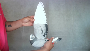 Pigeon image