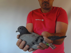 Pigeon image