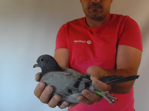 Pigeon image