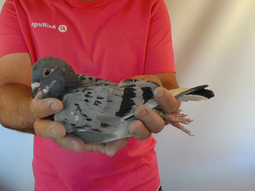 Pigeon image